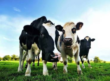 Creșterere cu 8% în producția de produse lactate