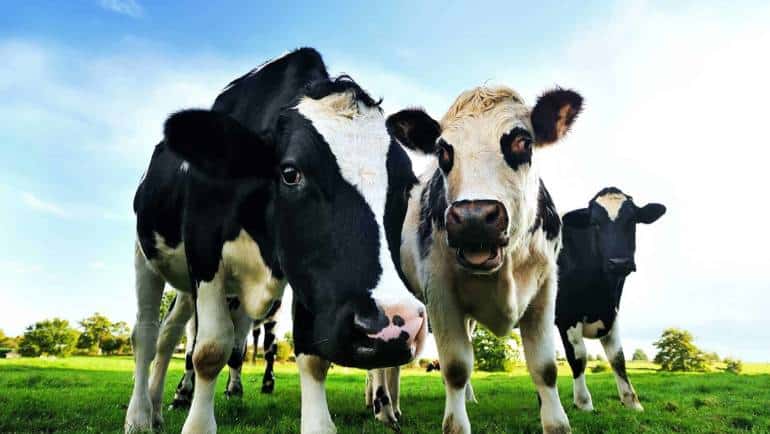 Creșterere cu 8% în producția de produse lactate